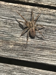Zoropsis spinimana
