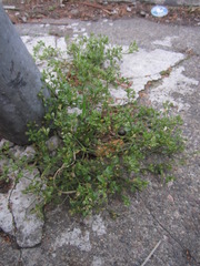 Polycarpon tetraphyllum tetraphyllum