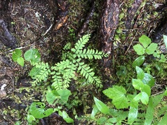 Adiantum aleuticum aleuticum