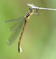 Lestes dryas