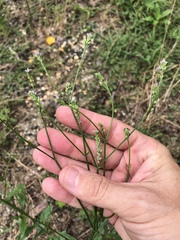 Verbena montevidensis