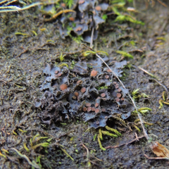Scytinium dactylinum