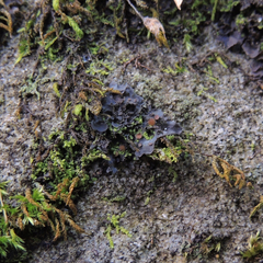 Scytinium dactylinum
