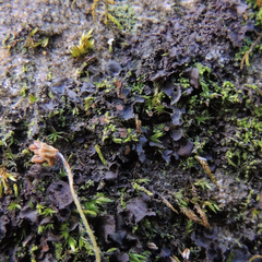 Scytinium dactylinum