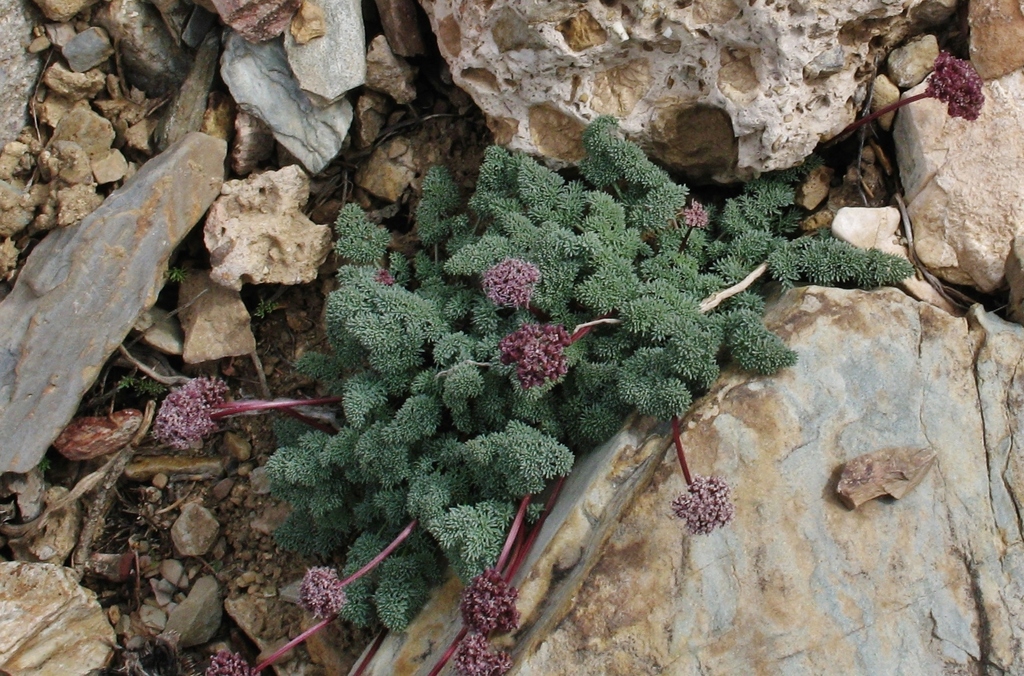 Indian springparsley