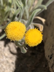 Erigeron aphanactis