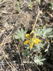 Lupinus citrinus citrinus
