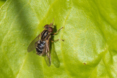 Anasimyia anausis