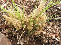 Lomandra multiflora multiflora