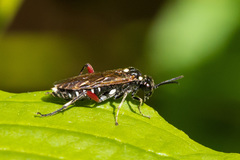Macrophya punctumalbum