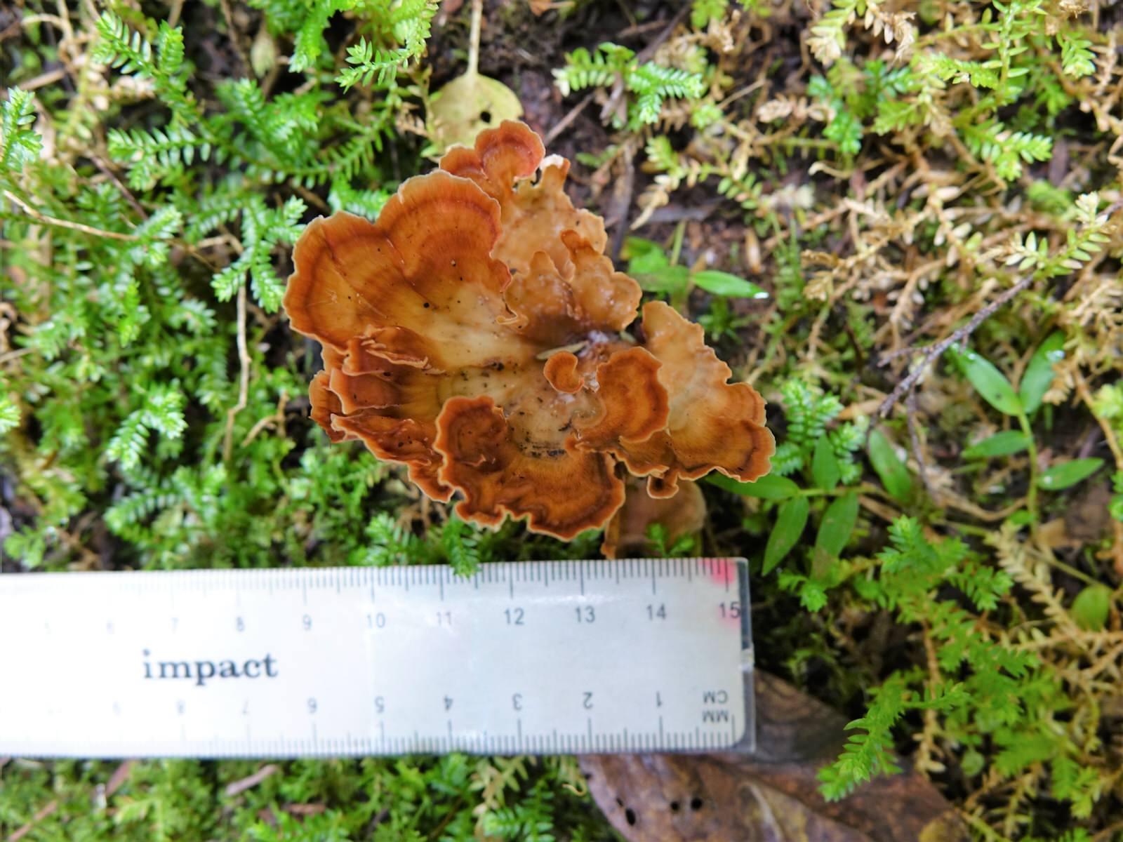 Podoscypha image