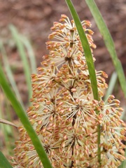 Lomandra multiflora multiflora