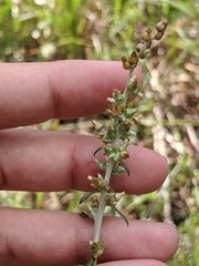 Gamochaeta antillana