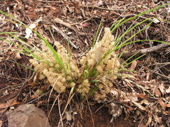 Lomandra multiflora multiflora