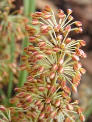 Lomandra multiflora multiflora
