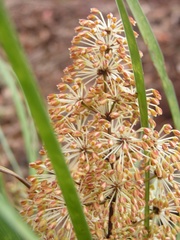 Lomandra multiflora multiflora