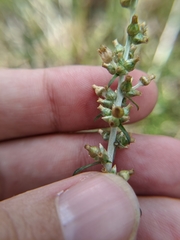 Gamochaeta antillana