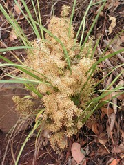 Lomandra multiflora multiflora
