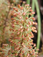 Lomandra multiflora multiflora
