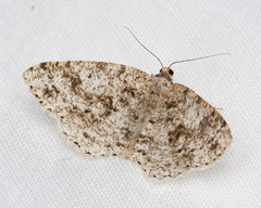 Melanolophia imitata