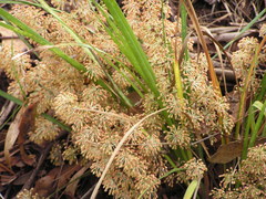 Lomandra multiflora multiflora