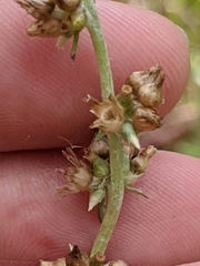 Gamochaeta antillana