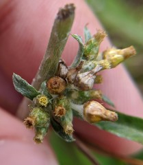 Gamochaeta antillana