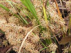 Lomandra multiflora multiflora