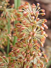 Lomandra multiflora multiflora