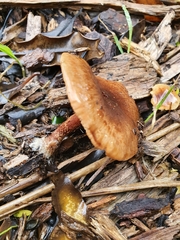 Pholiota multicingulata