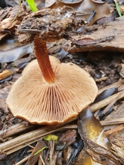 Pholiota multicingulata
