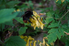 Bombus ignitus