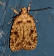 Agonopterix canadensis