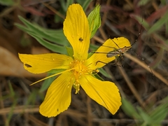 Hypericum concinnum