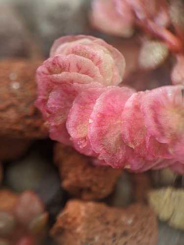 Image of Calyptridium quadripetalum by no rights reserved