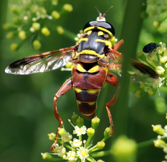 Meromacrus gloriosus