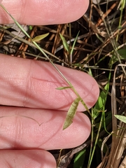 Dichanthelium ensifolium