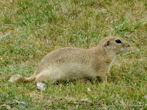 Alashan Ground Squirrel (Spermophilus alaschanicus) — Data Deficient Mammalia