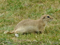 Spermophilus alashanicus