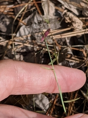 Dichanthelium ensifolium