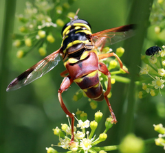 Meromacrus gloriosus