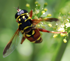 Meromacrus gloriosus