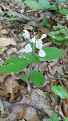 Scutellaria pseudoserrata