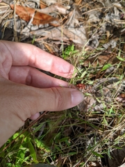 Dichanthelium ensifolium