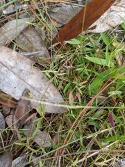 Dichanthelium ensifolium