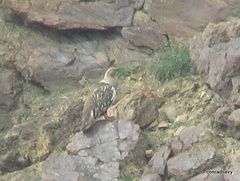 Tetraogallus altaicus