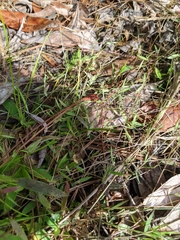 Dichanthelium ensifolium