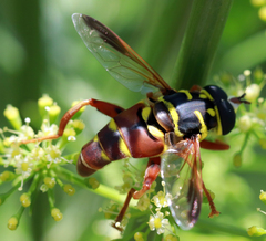 Meromacrus gloriosus