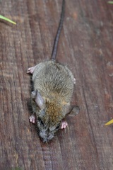 Peromyscus beatae