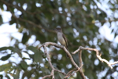 Myiarchus sagrae
